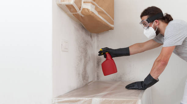 Professional Basement Mold Removal technician working in Lake Dallas, TX