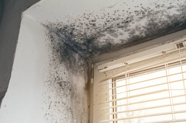 Affordable Basement Mold Removal solutions in Lake Dallas, TX