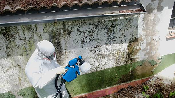 Top rated local Basement Mold Removal specialists in Lake Dallas, TX